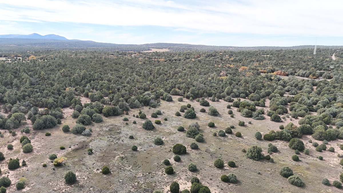 Drone view of piñon terrain in the New Mexico East Mountains