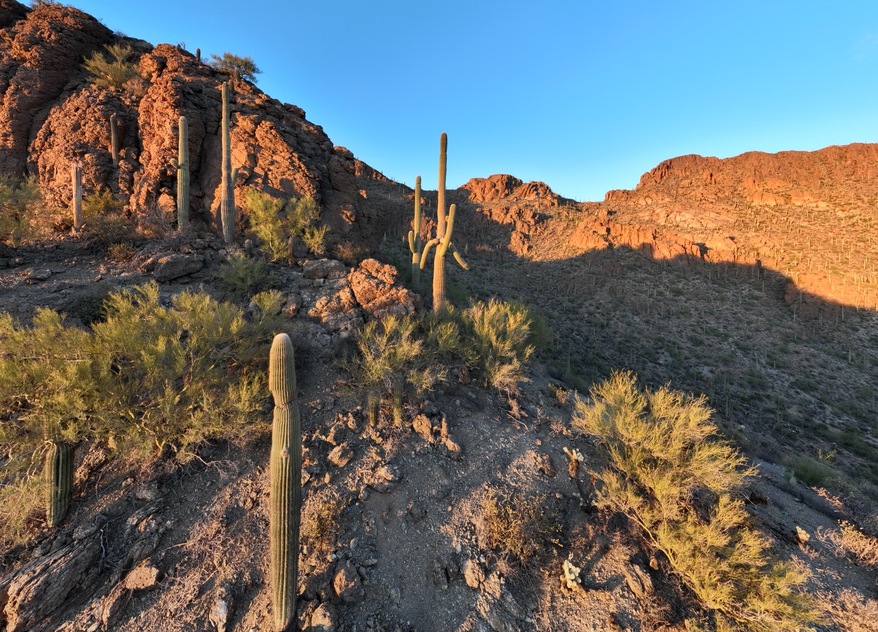 Aerial view over saguaro desert at Gates Pass west of Tucson